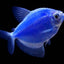 GERMAN TETRA 2.5-4CM