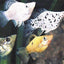 BALLOON MOLLY FISH