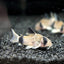 CORYDORAS