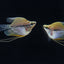 PEARL BALOON GOURAMI 3.5-5cm