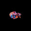 KOI PLAKAT MALE BETTA FISH
