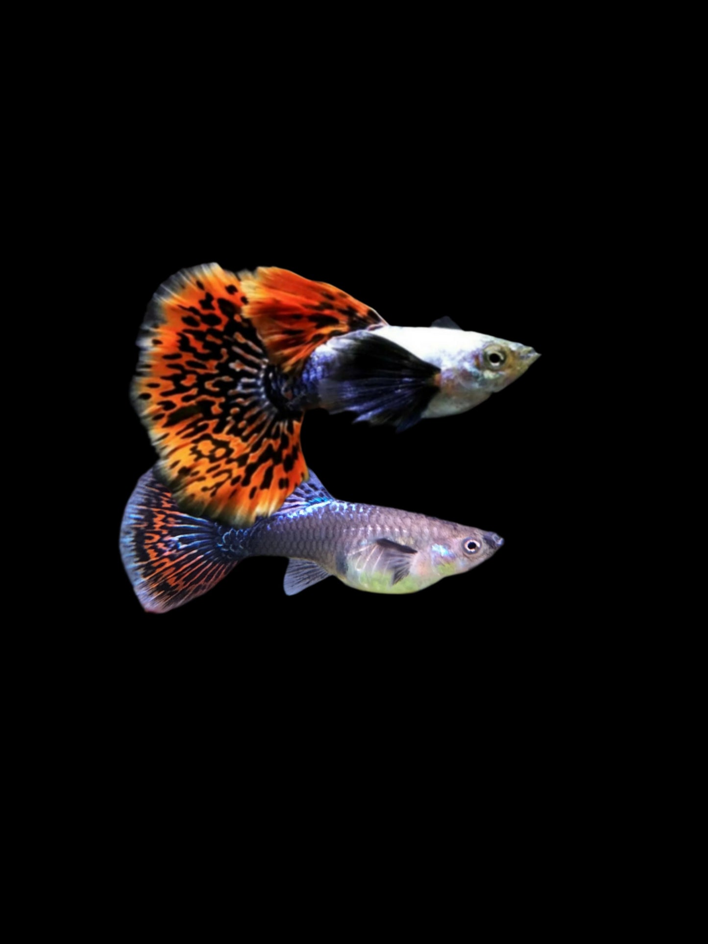 BIG EAR GUPPY PAIR