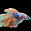 HALFMOON KOI FANCY BETTA