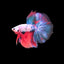 Koi Halfmoon Betta