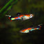 ENDLER GUPPY 2.5cm