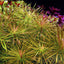 Pogostemon Stellatus Pot Plant