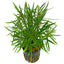 Pogostemon Stellatus Pot Plant