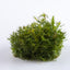 TROPICA PROSERPINACA PALUSTRIS 'CUBA'