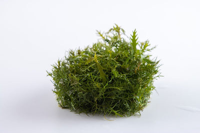 TROPICA PROSERPINACA PALUSTRIS 'CUBA'