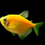 GERMAN TETRA 2.5-4CM