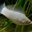 MOLLY FISH MIX 4CM