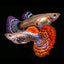 RED DRAGON GUPPY PAIR