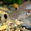 RED EYE TETRA 3cm