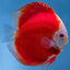 Discus Fish Mix 10cm