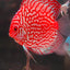Discus Fish Mix 10cm