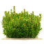 Rotala Indica Pot Plant