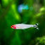RUMMY NOSE TETRA 2.5cm