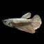 Betta Halfmoon Female