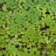 SALVINIA FLOATING PLANT IN CUP