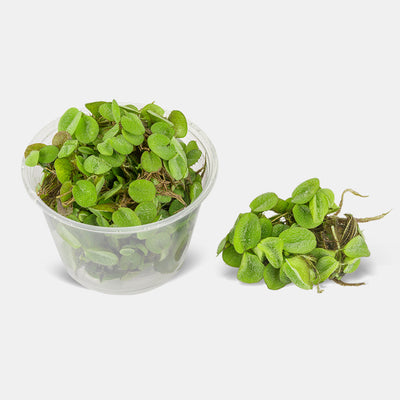 SALVINIA FLOATING PLANT IN CUP
