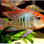 GEOPHAGUS RED HEAD 9-10cm