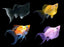 BALLOON MOLLY FISH