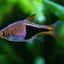 HARLEQUIN RASBORA