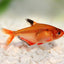 SEARPE TETRA 3CM