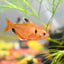 SEARPE TETRA 3CM