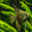 GREENFIN ANGEL FISH 5cm
