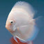 SNOW WHITE DISCUS FISH 10CM