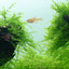 TROPICA TAXIPHYLLUM BARBEIRI 'bogor moss'