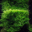 TROPICA TAXIPHYLLUM BARBEIRI 'bogor moss'