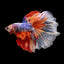 HALFMOON KOI FANCY BETTA