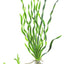 Valisnaria Americana Pot Plant