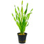 VALLISNERIA ASIATICA POT PLANT