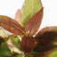Hygrophila Corymbosa Pot Plant