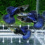 PURPLE DRAGON GUPPY PAIR