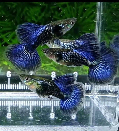 PURPLE DRAGON GUPPY PAIR