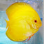 Discus Fish Mix 10cm