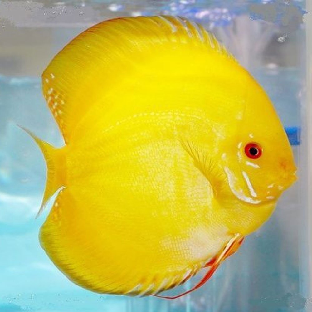 Discus Fish Mix 8cm