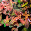 AMMANIA SENEGALENSIS PURPLE POT PLANT