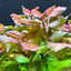 AMMANIA SENEGALENSIS PURPLE POT PLANT