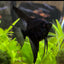 ANGEL FISH MIX