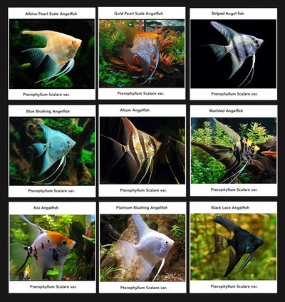 ANGEL FISH MIX
