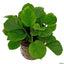 Anubias BIG Pot Plant