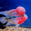 FLOWER HORN SHORT BODY 10-12cm