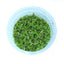 AZOLLA FLOATING PLANT IN CUP
