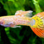 GUPPY FISH MIX MALE 3cm