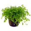 Heminthus Micranthemodes Pot Plant